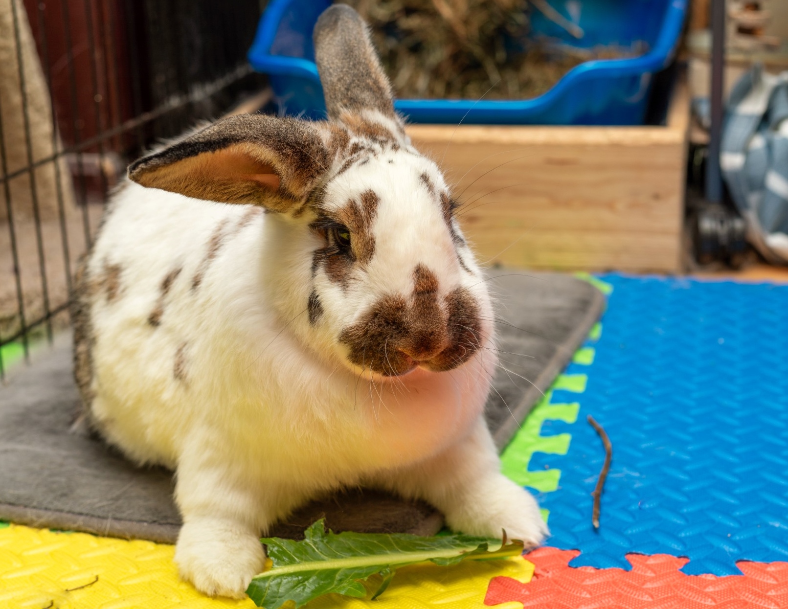 Rabbit for adoption Charlotte, a Flemish Giant & Checkered Giant Mix
