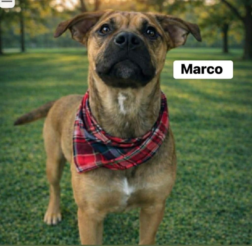 Enlarge Marco, a Adoptable mixed breed in sun prairie, WI image 1/1