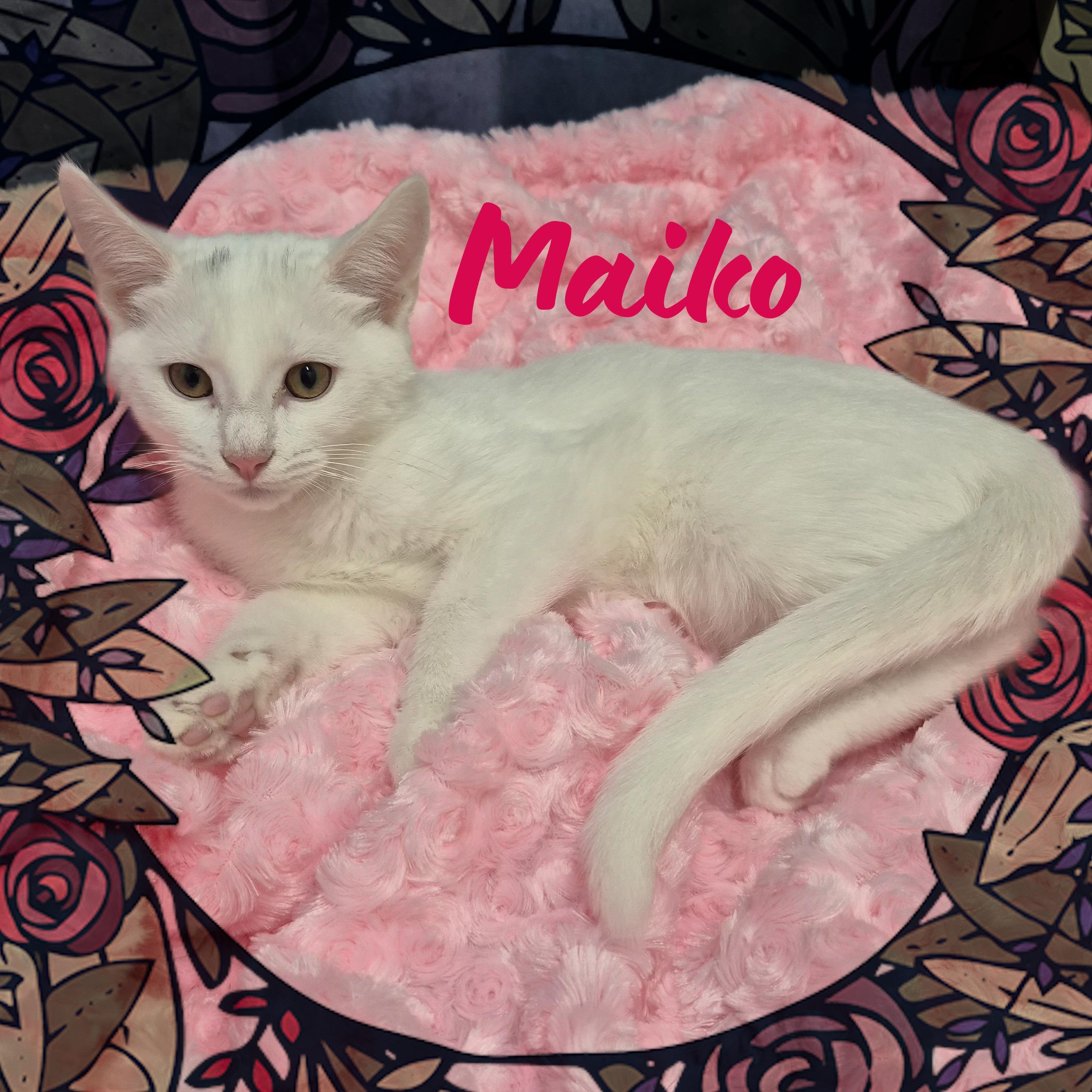 Maiko, Adoptable, Kitten Female Domestic Short Hair.