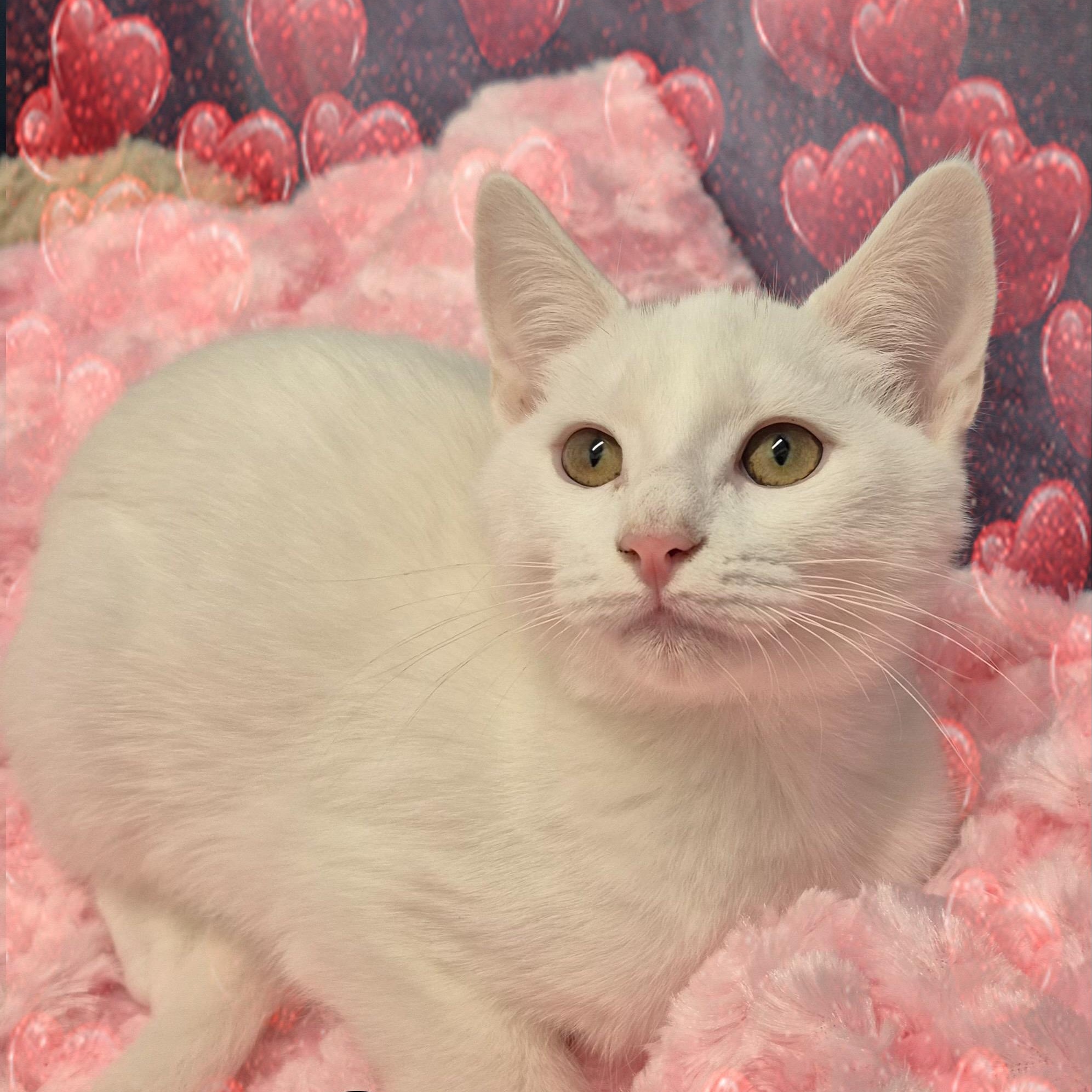 Maiko, a Adoptable Domestic Short Hair in Charlotte, NC image 4/4