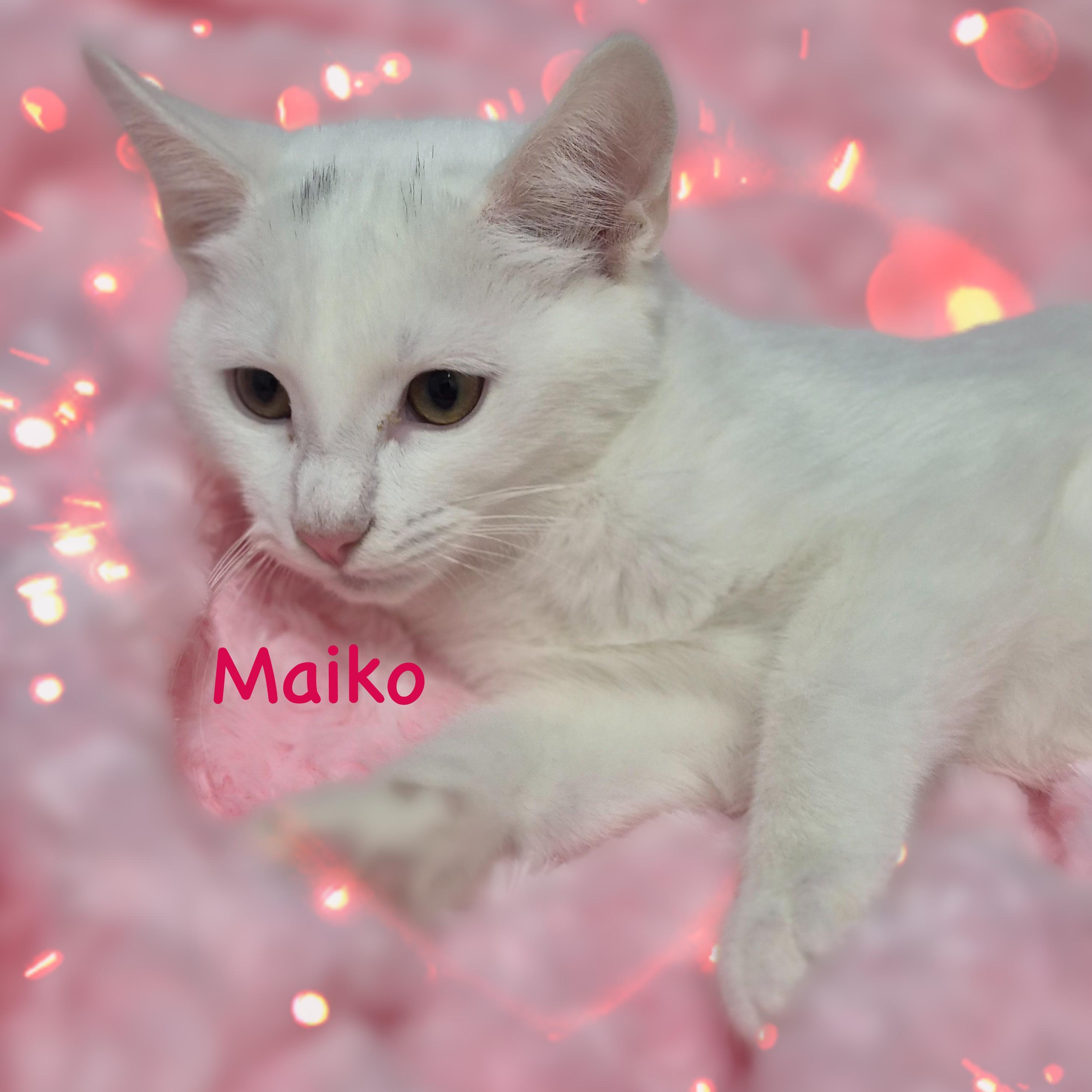 Maiko, a Adoptable Domestic Short Hair in Charlotte, NC image 2/4