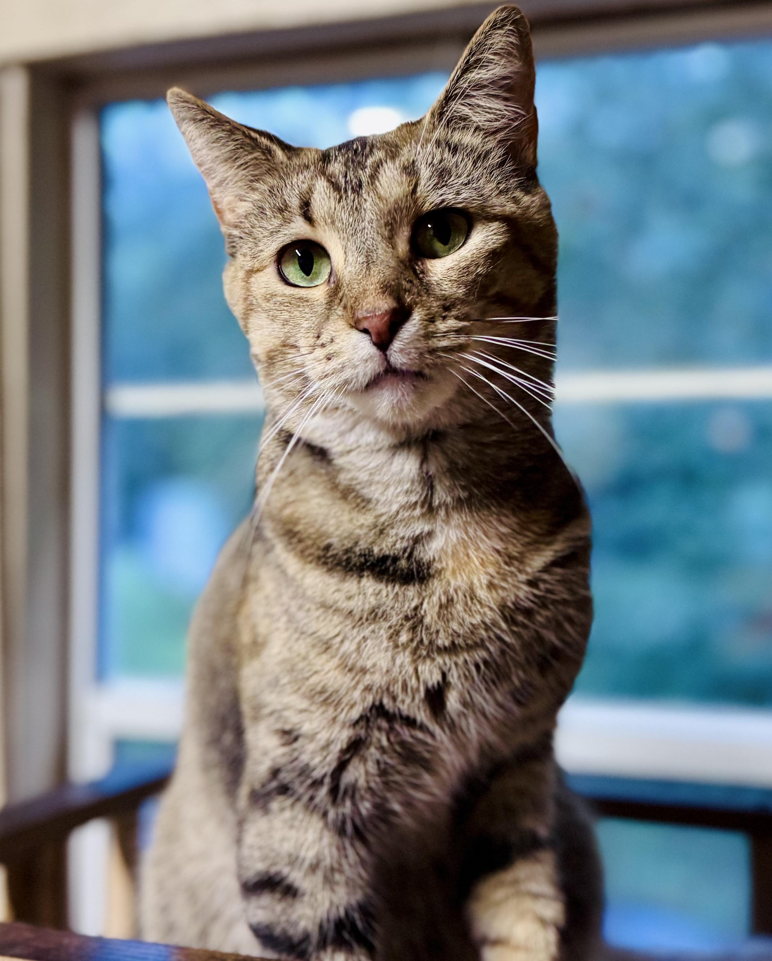 Camper, a Adoptable Domestic Short Hair in Rixeyville, VA image 1/3
