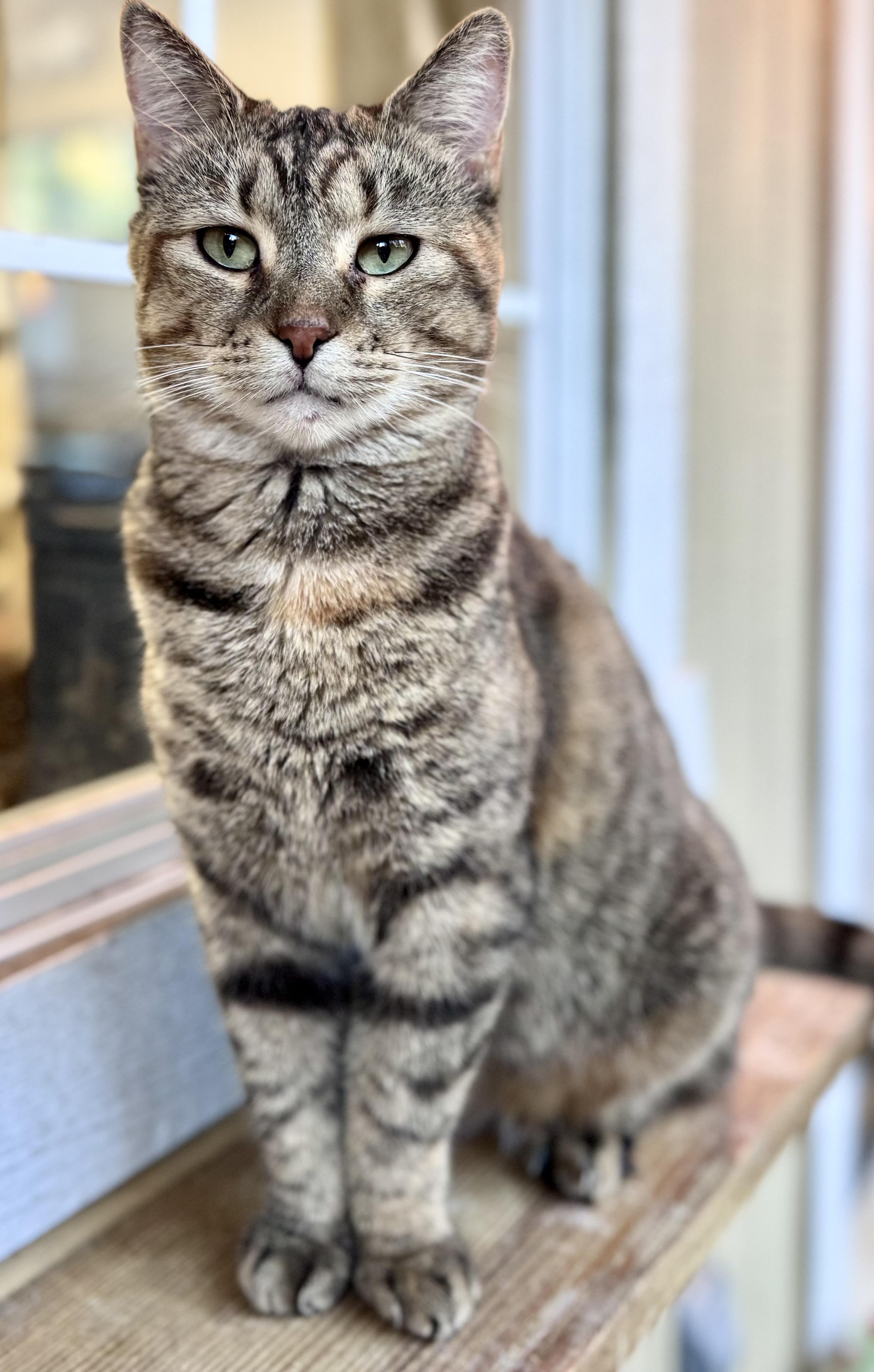 Camper, a Adoptable Domestic Short Hair in Rixeyville, VA image 2/3