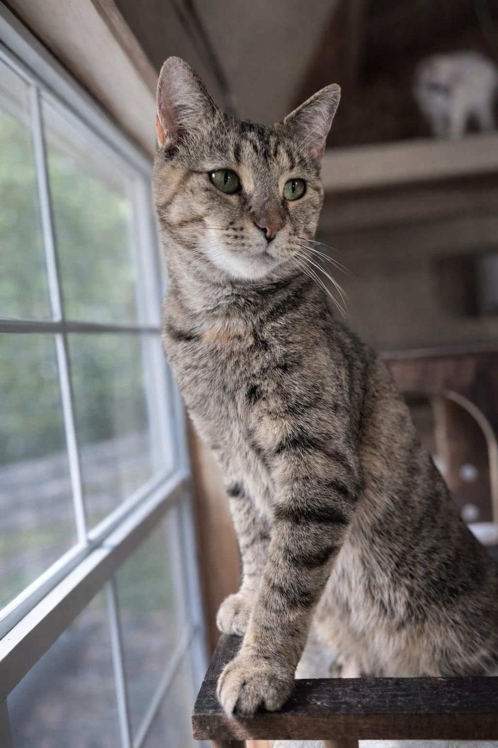 Enlarge Camper, a Adoptable Domestic Short Hair in Rixeyville, VA image 2/4