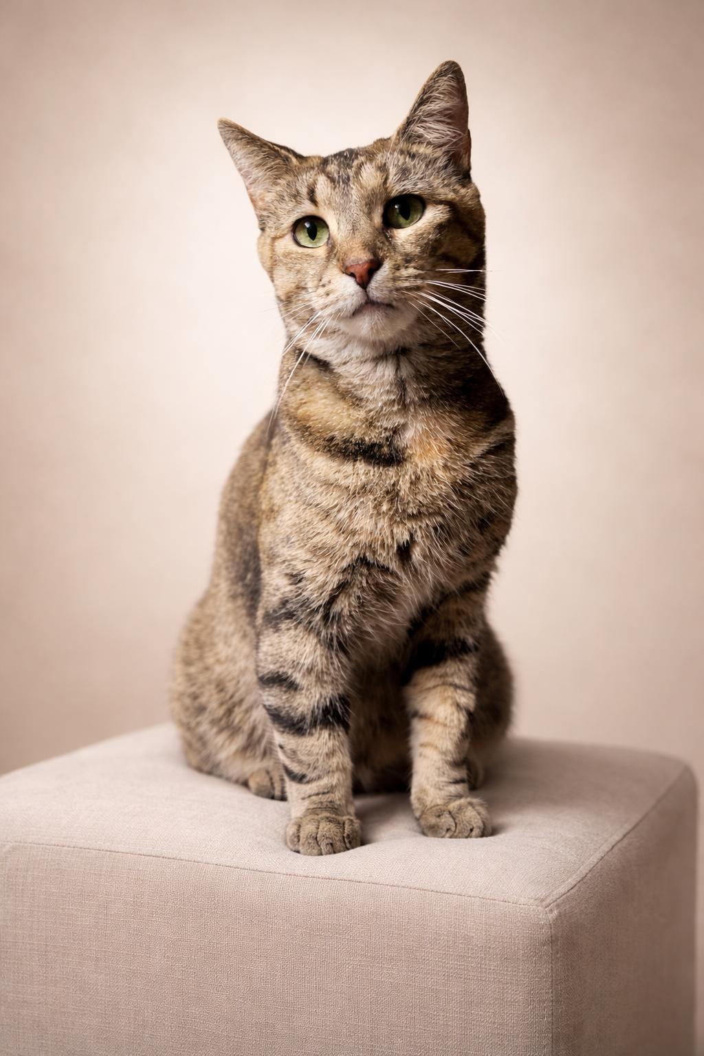 Enlarge Camper, a Adoptable Domestic Short Hair in Rixeyville, VA image 1/4