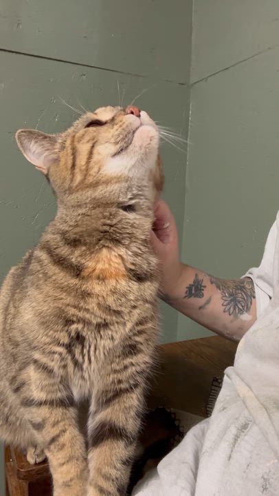 Enlarge Camper, a Adoptable Domestic Short Hair in Rixeyville, VA video 3/3