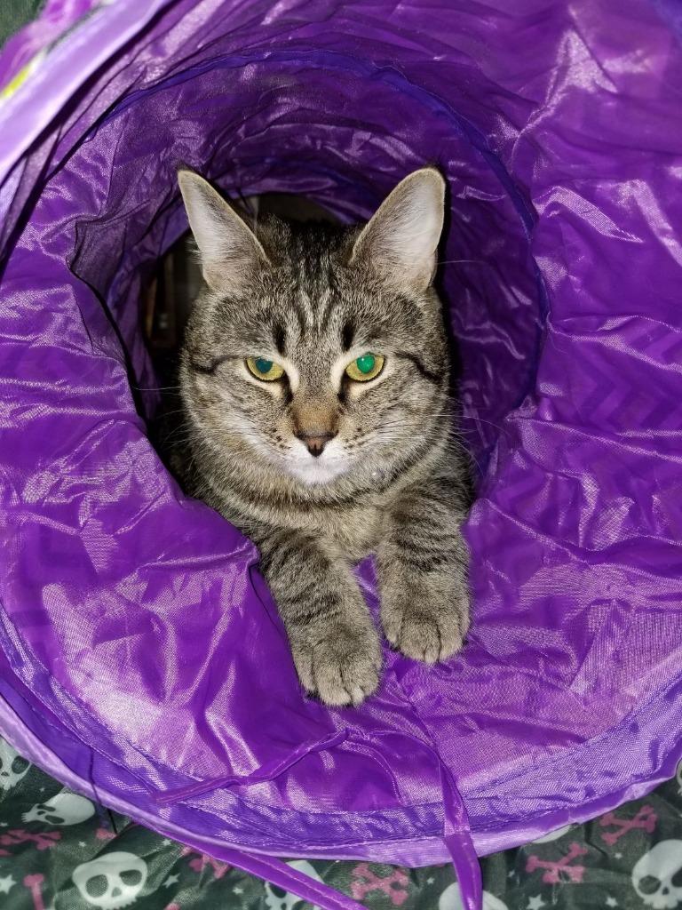 Finn (Courtesy Post), Adoptable, Senior Male Domestic Short Hair.
