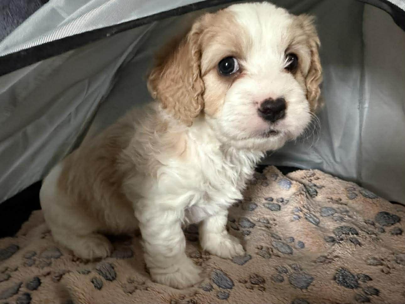 Koa, adopted, Puppy Male Cavalier King Charles Spaniel.