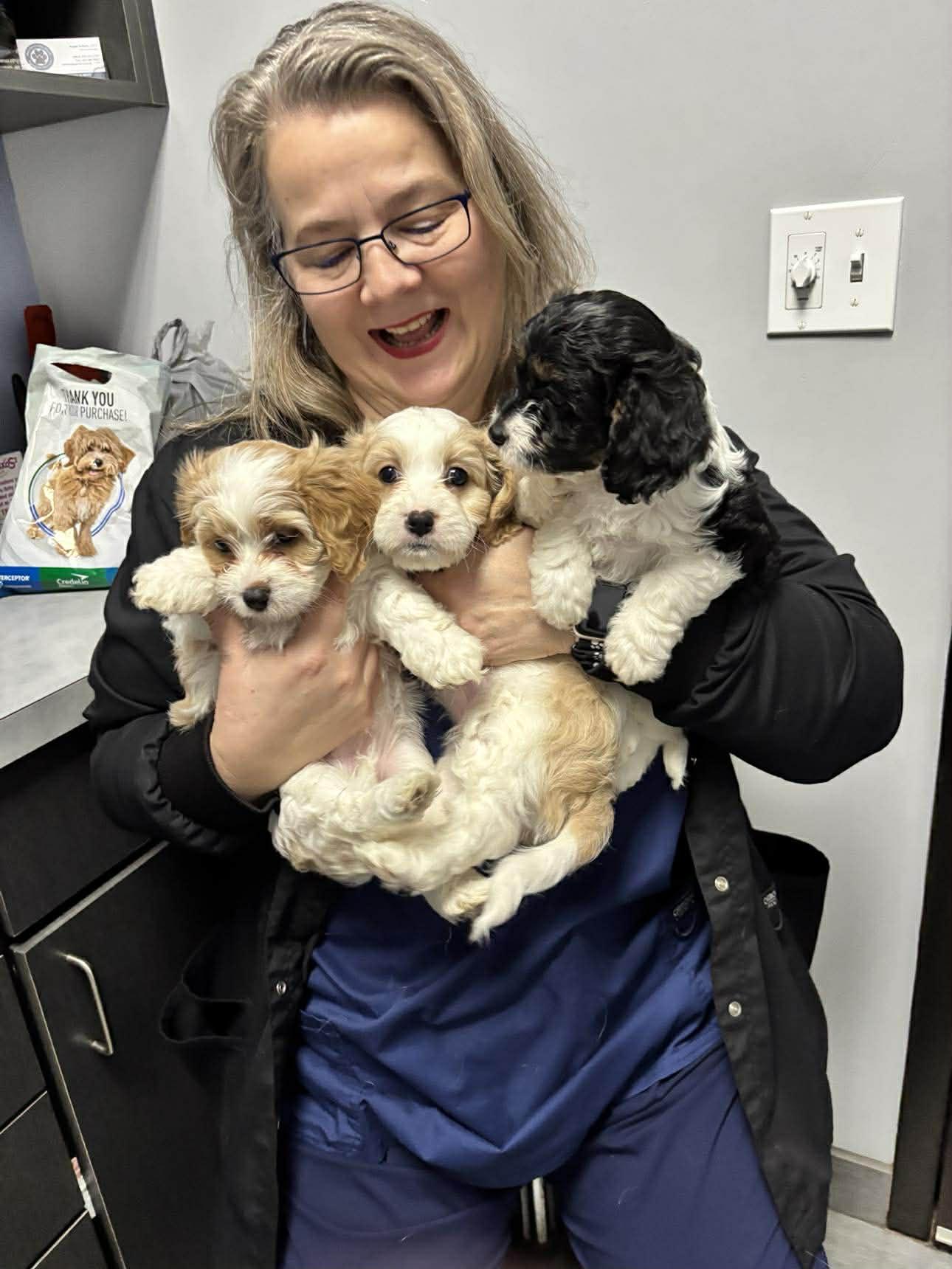 Enlarge Koa, an adopted Cavalier King Charles Spaniel in Homer Glen, IL image 5/5
