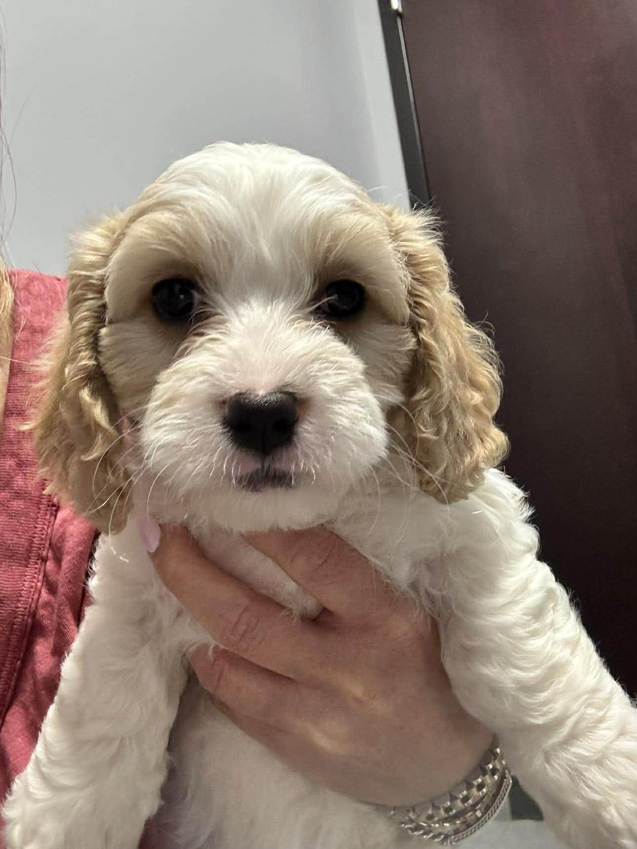 Enlarge Koa, an adopted Cavalier King Charles Spaniel in Homer Glen, IL image 2/5