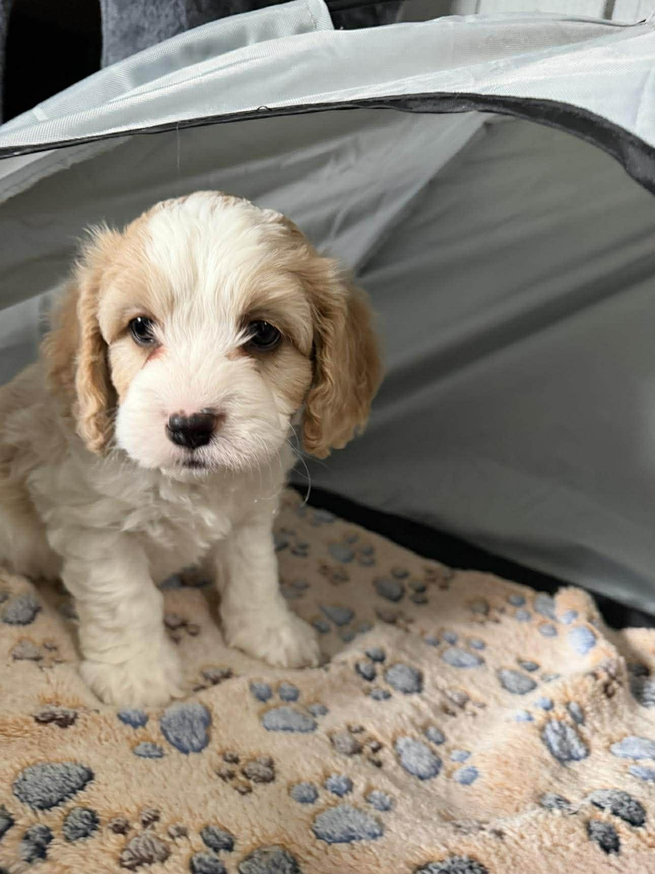 Enlarge Koa, an adopted Cavalier King Charles Spaniel in Homer Glen, IL image 3/5