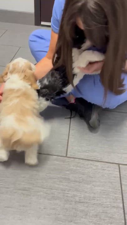 Enlarge Koa, an adopted Cavalier King Charles Spaniel in Homer Glen, IL video 4/5