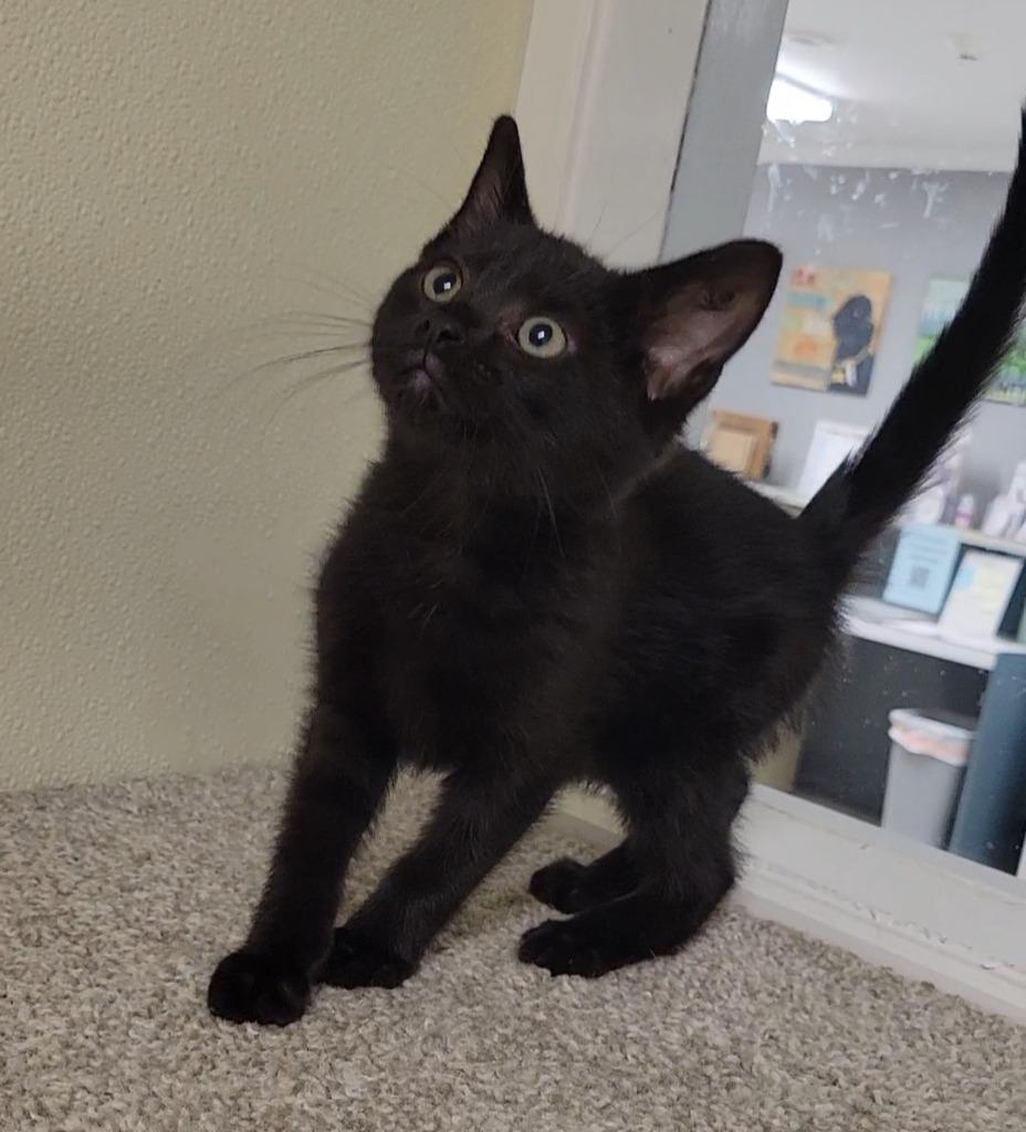 YOSEMITE, Adoptable, Young Male Domestic Short Hair.