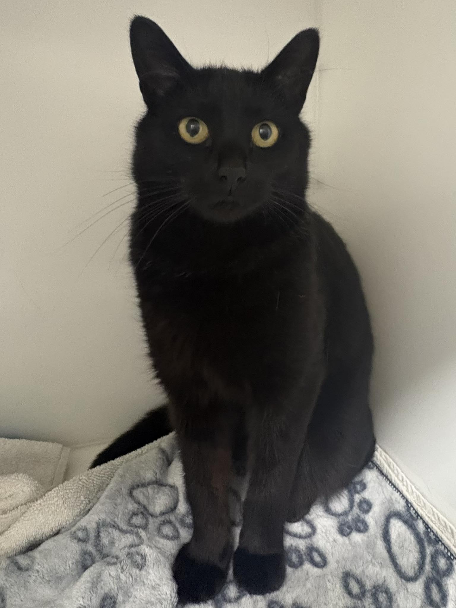 Roky, Adoptable, Adult Female Domestic Short Hair.