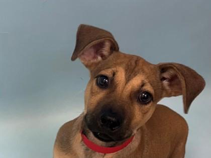 Enlarge Carriage, a Adoptable mixed breed in Woodbury, MN image 1/1