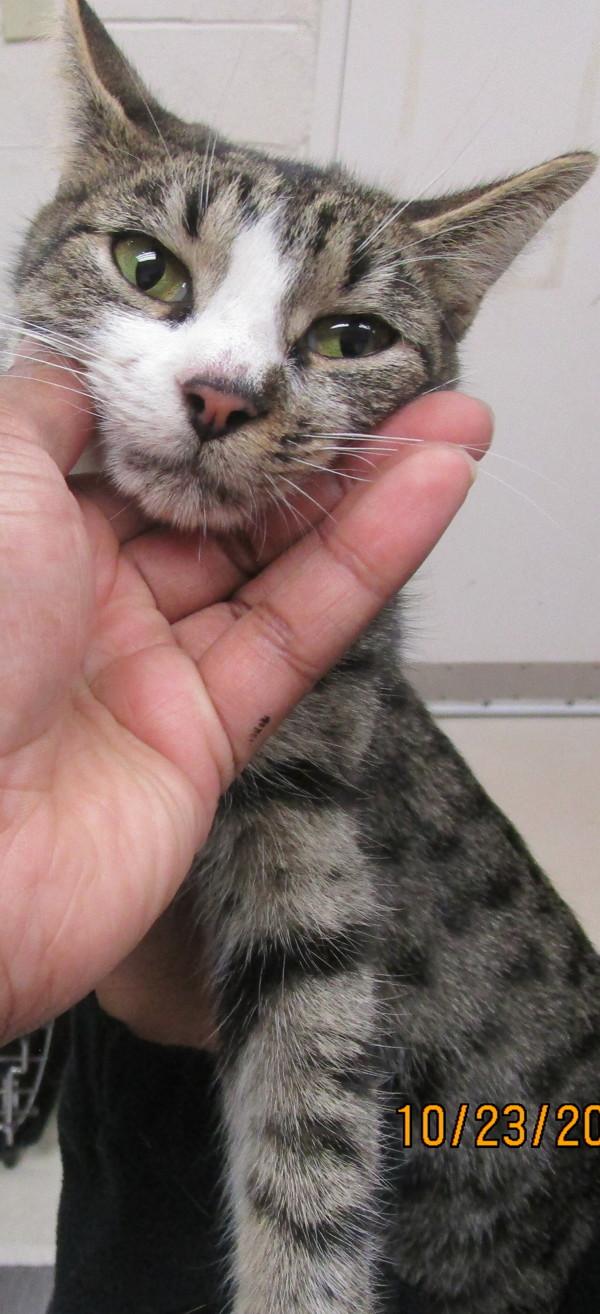 Enlarge Amy (633), a Adoptable mixed breed in Marietta, GA image 2/2