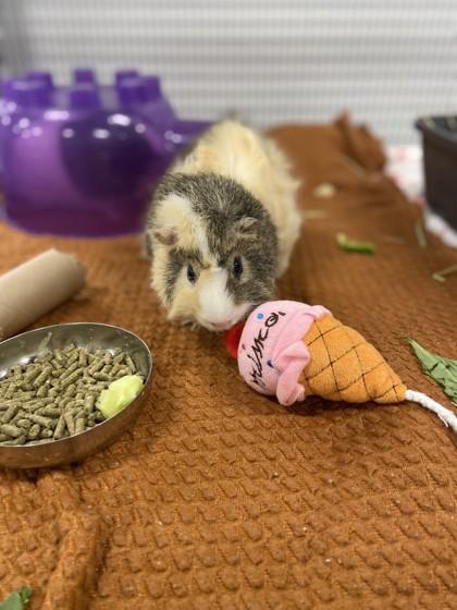 Greg, a Adoptable Guinea Pig in Roseville, CA image 2/3