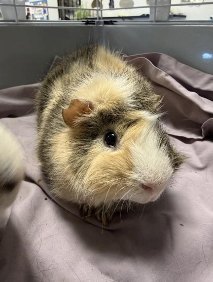 Greg, a Adoptable Guinea Pig in Roseville, CA image 3/3
