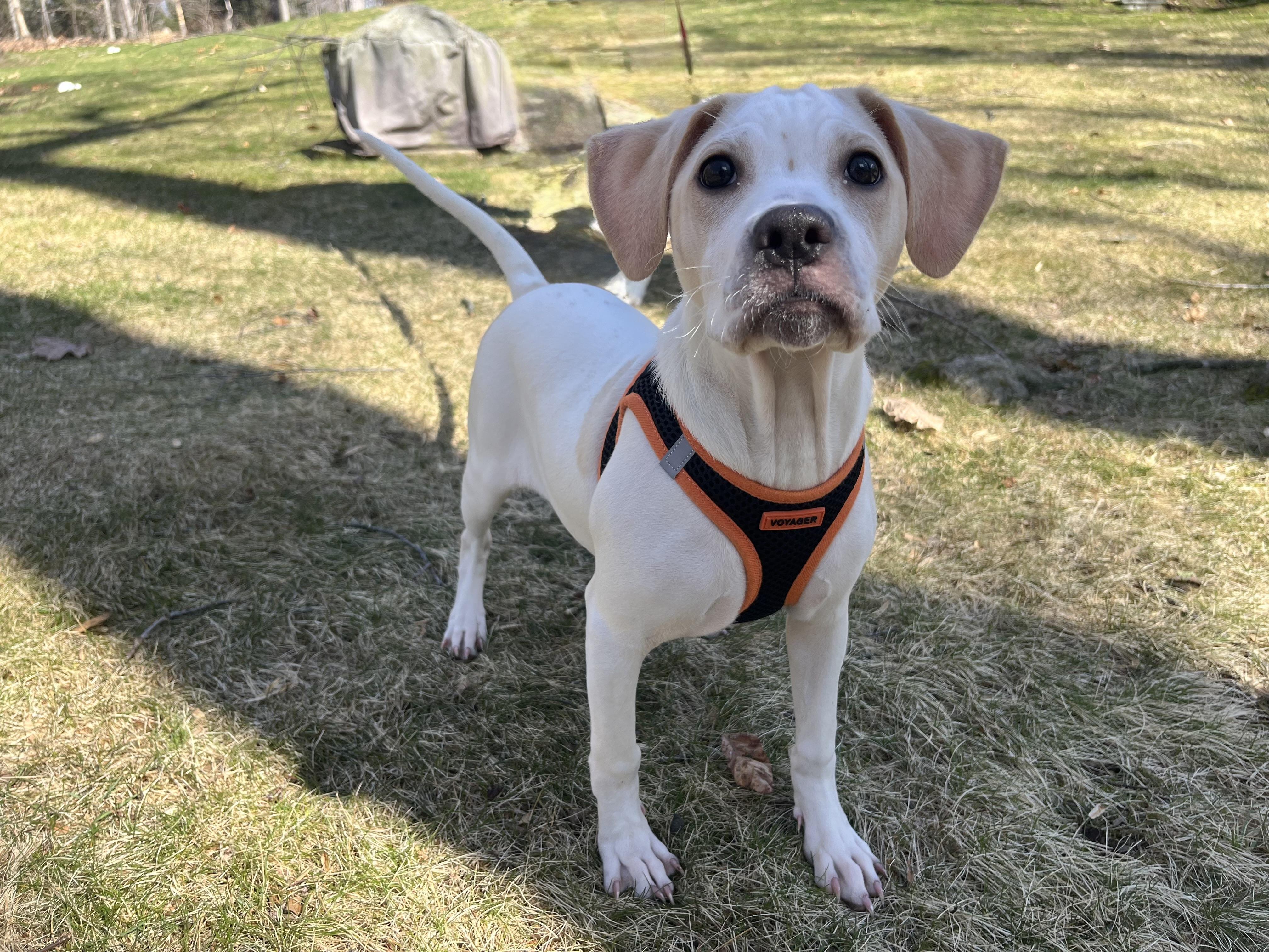 Enlarge Alice, an adoptable mixed breed in Ridgefield, CT image 4/4