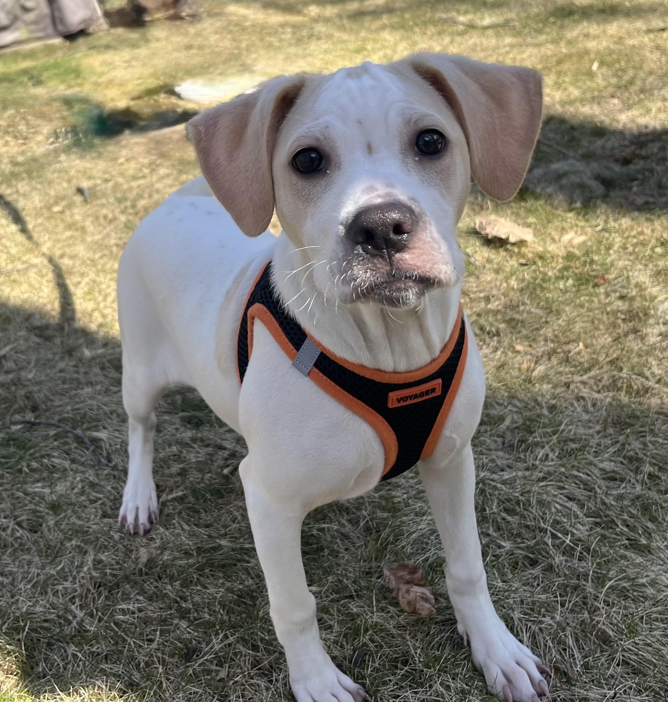 Alice, adoptable, Puppy Female Mixed Breed.