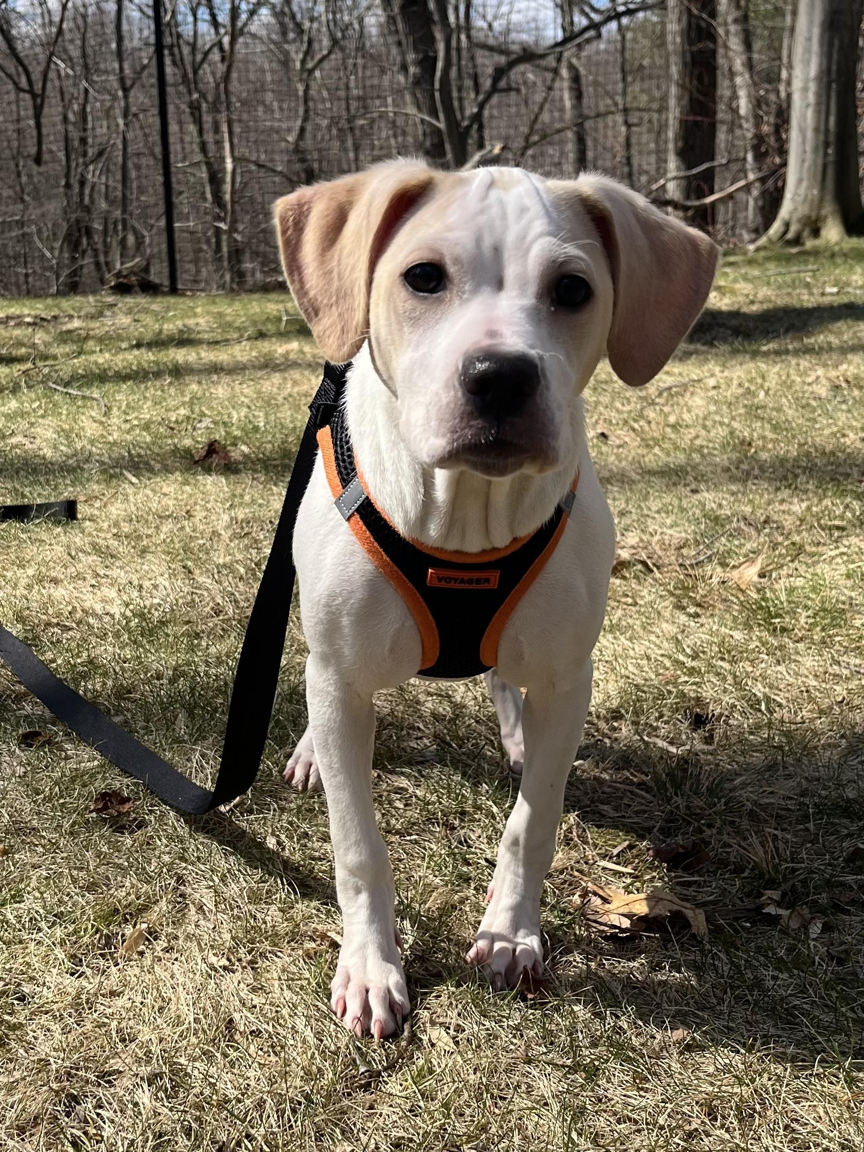 Enlarge Alice, an adoptable mixed breed in Ridgefield, CT image 2/4