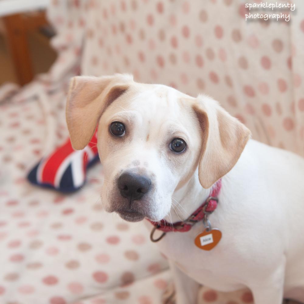 Enlarge Alice, an adoptable mixed breed in Ridgefield, CT image 3/6