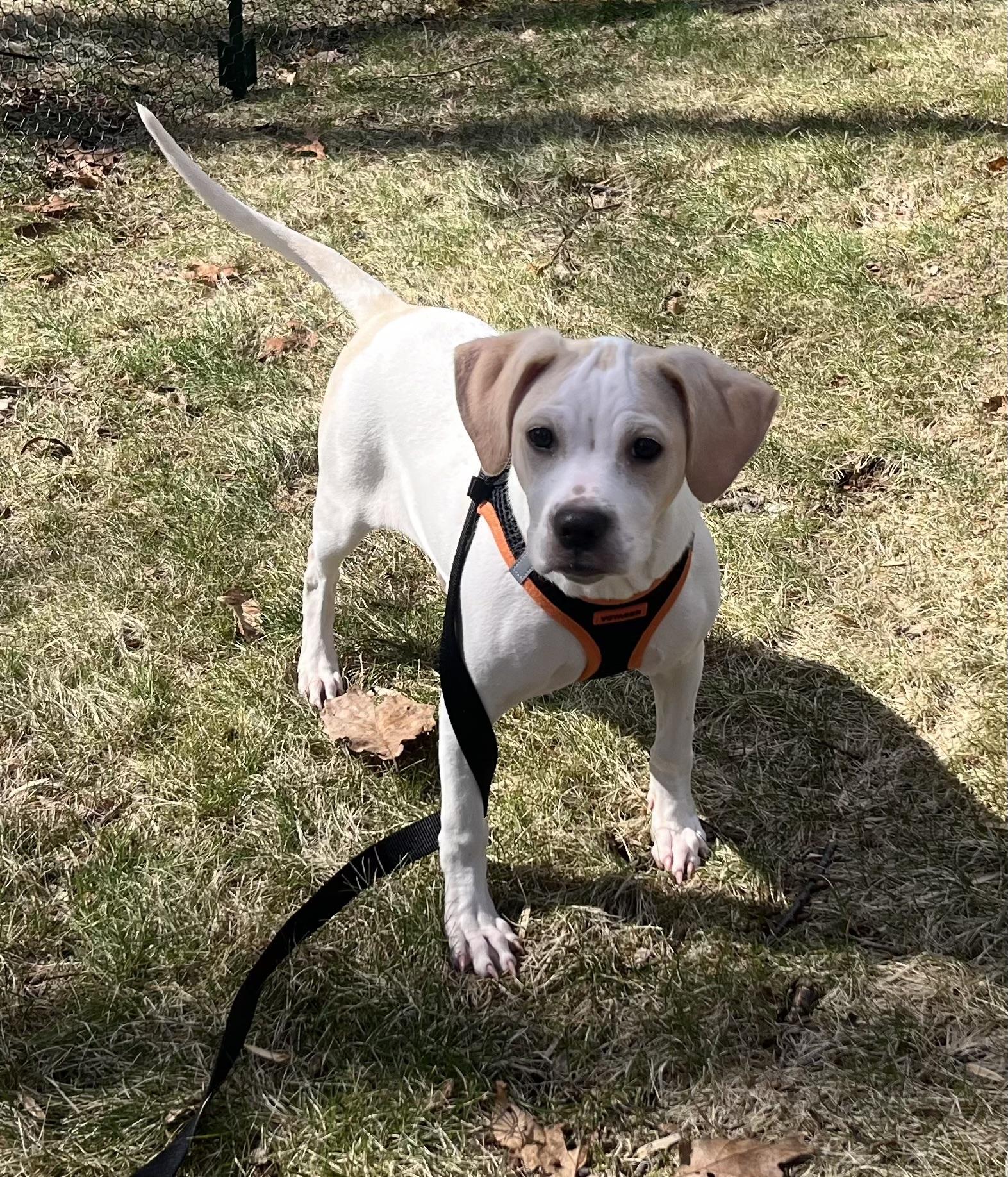 Enlarge Alice, an adoptable mixed breed in Ridgefield, CT image 3/4