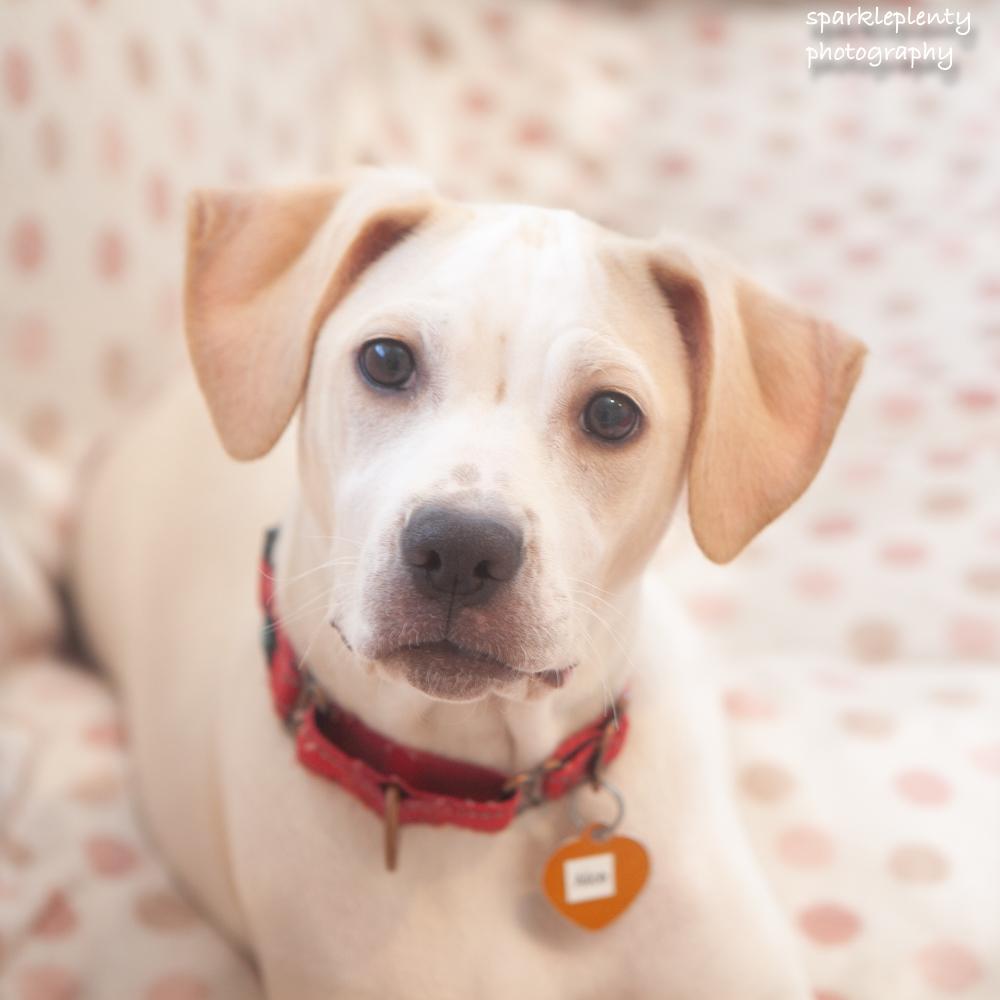 Enlarge Alice, an adoptable mixed breed in Ridgefield, CT image 1/6