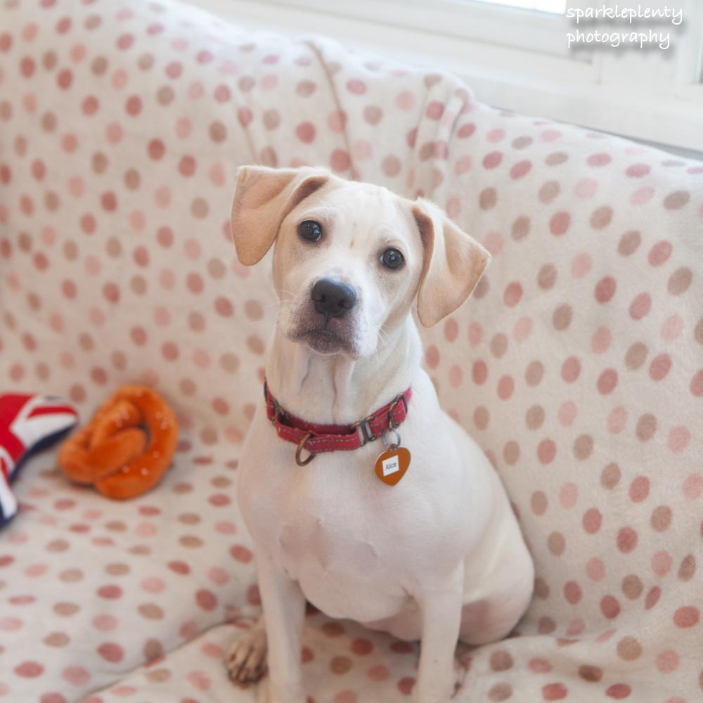 Enlarge Alice, an adoptable mixed breed in Ridgefield, CT image 2/6