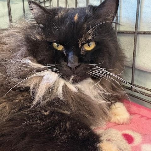 Sable, ADOPTABLE, Adult Female Domestic Long Hair.