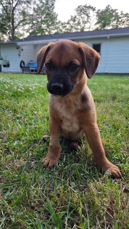 04109B Guacamole - Adoption Ambassador, Adoptable, Young Male Australian Cattle Dog / Blue Heeler & Mixed Breed.