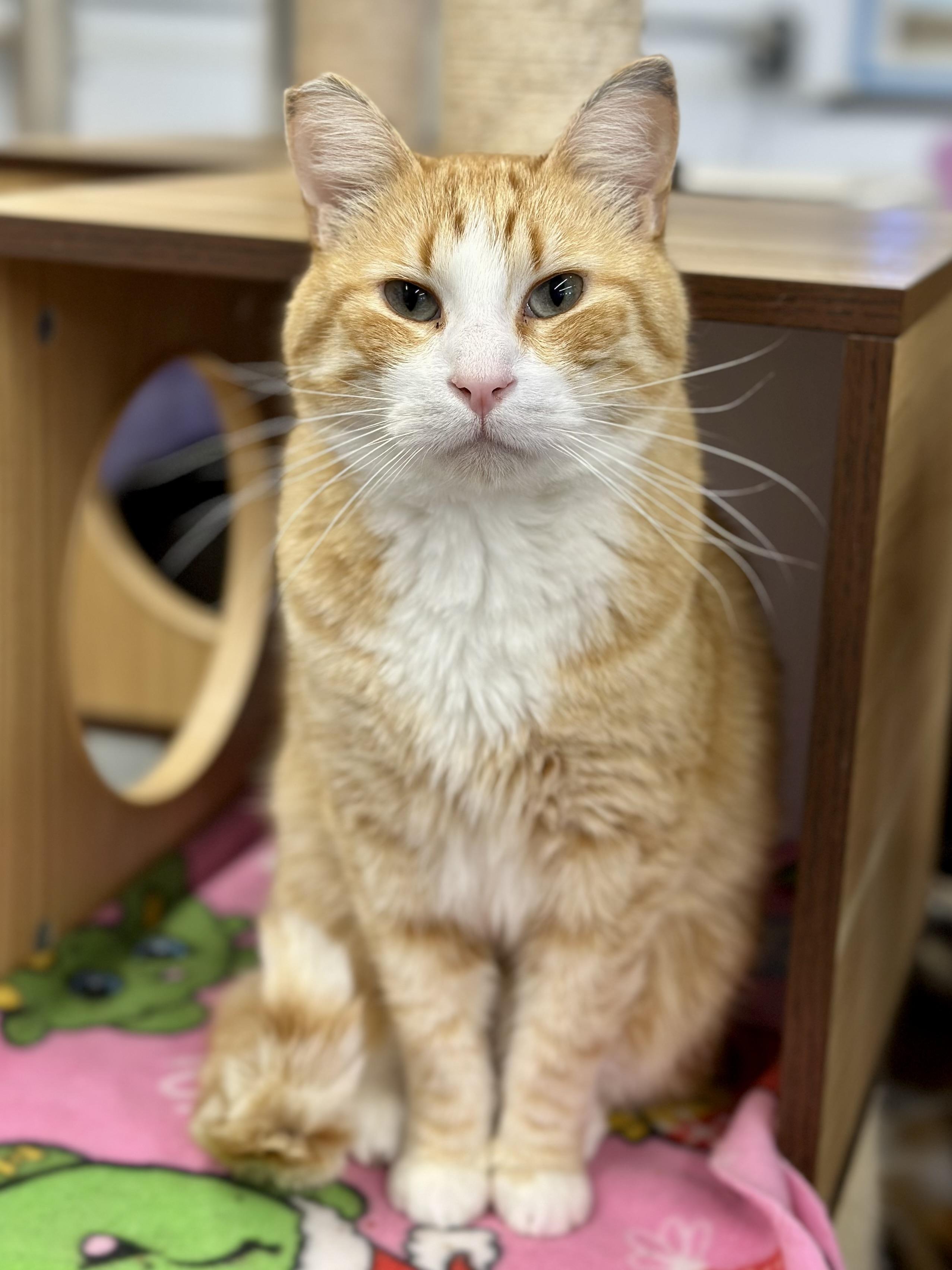 Enlarge Mike, an adopted Domestic Short Hair in Faribault, MN image 2/4