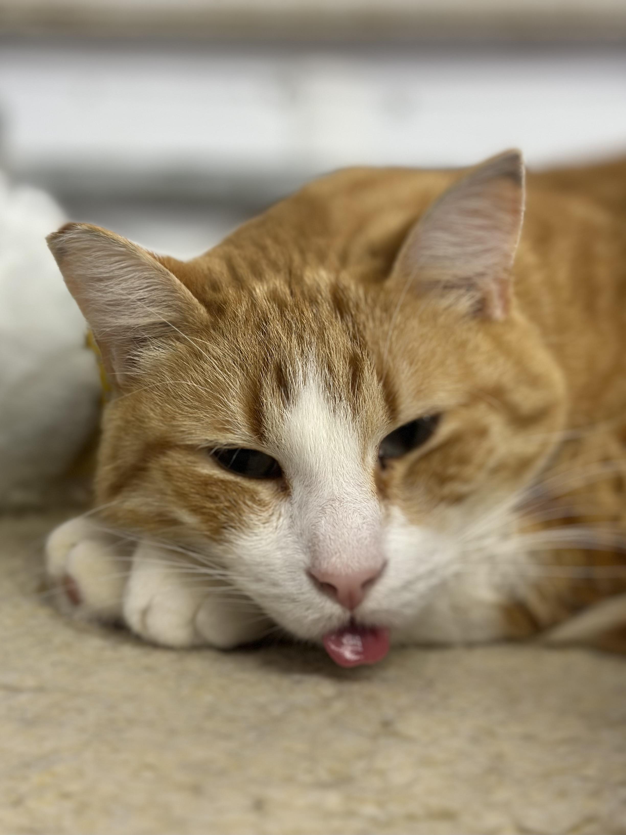 Enlarge Mike, an adopted Domestic Short Hair in Faribault, MN image 3/4