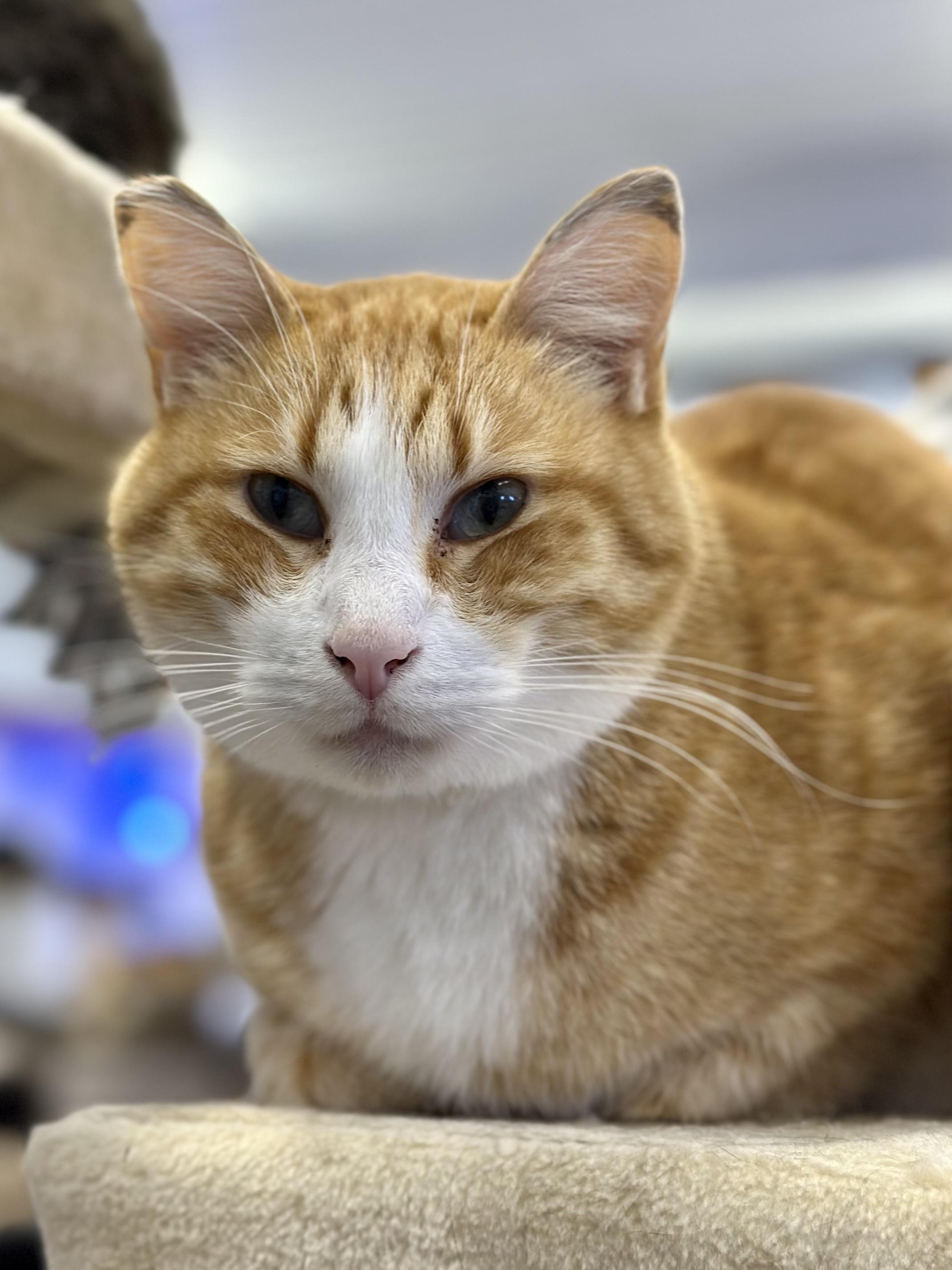 Enlarge Mike, an adopted Domestic Short Hair in Faribault, MN image 1/4