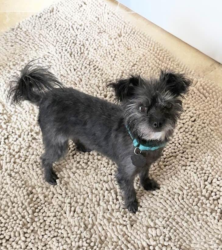Enlarge Azalea, a Adoptable mixed breed in Beavercreek, OR image 2/6