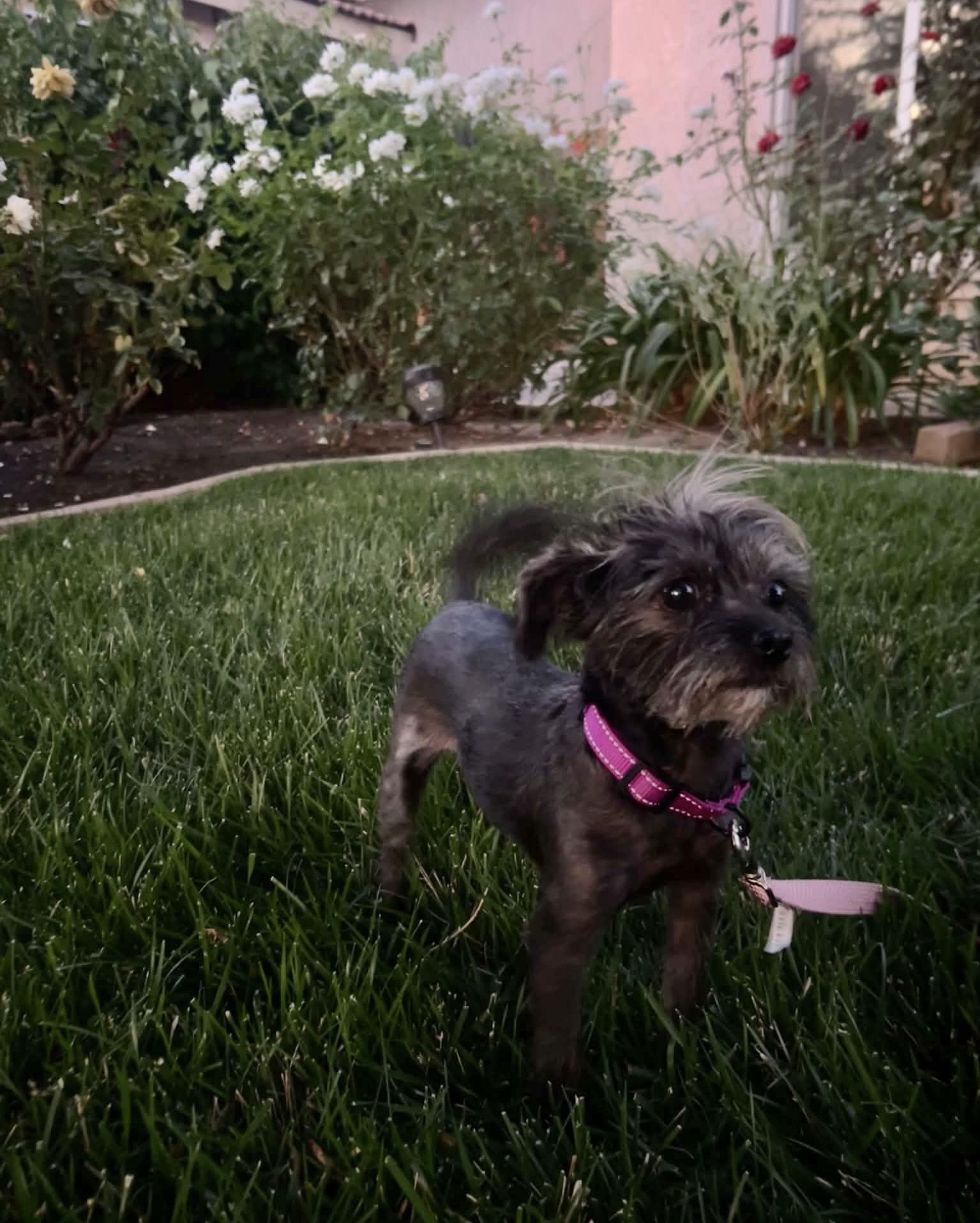 Enlarge Azalea, a Adoptable mixed breed in Beavercreek, OR image 6/6