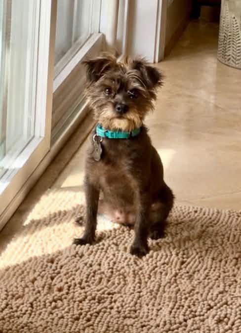 Enlarge Azalea, a Adoptable mixed breed in Beavercreek, OR image 3/6