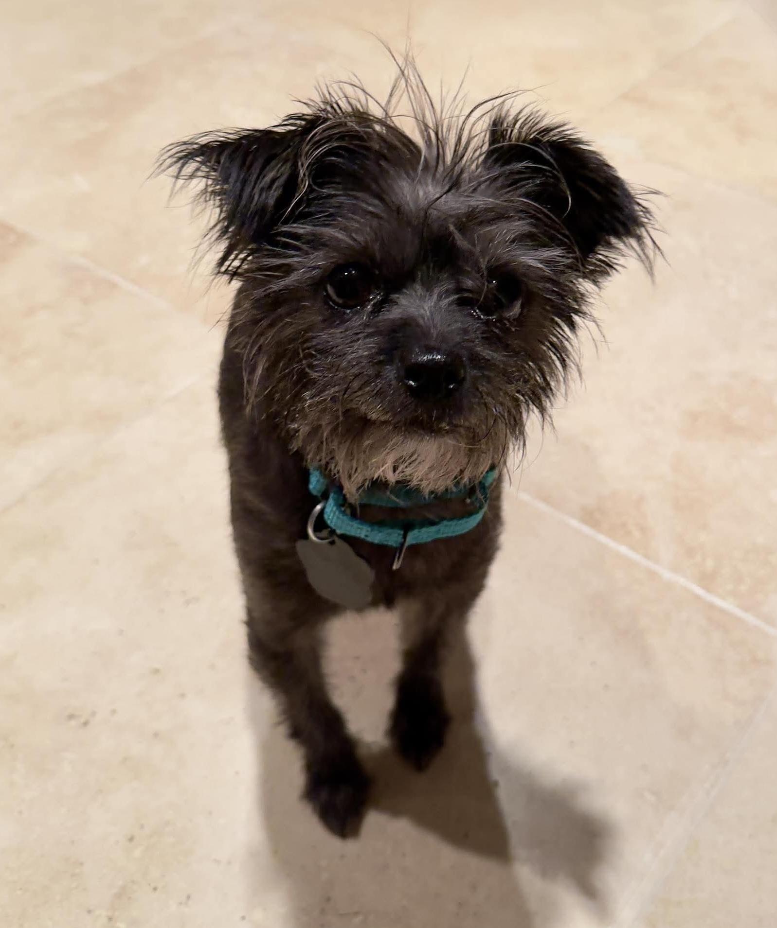 Enlarge Azalea, a Adoptable mixed breed in Beavercreek, OR image 1/6