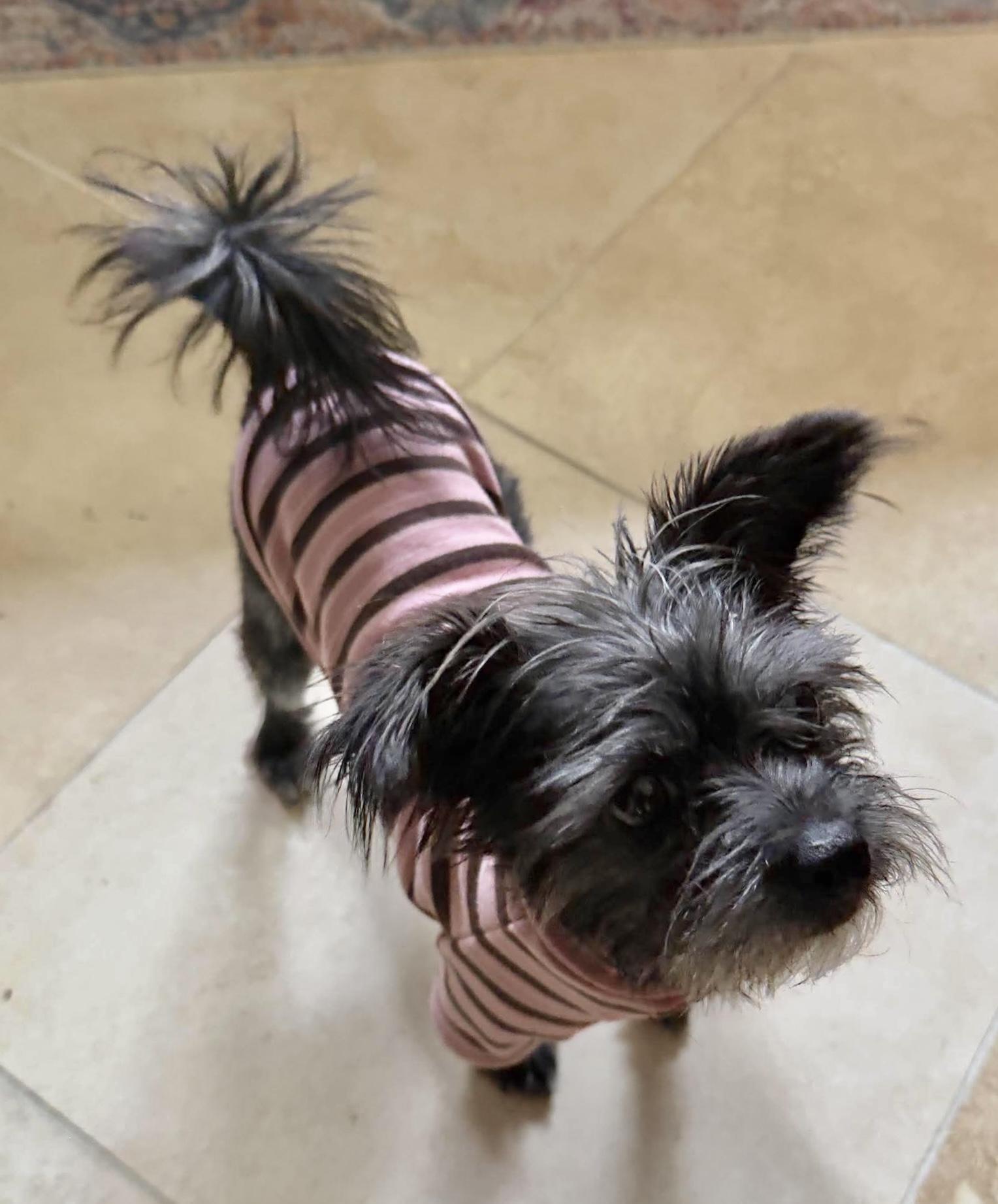 Enlarge Azalea, a Adoptable mixed breed in Beavercreek, OR image 4/6