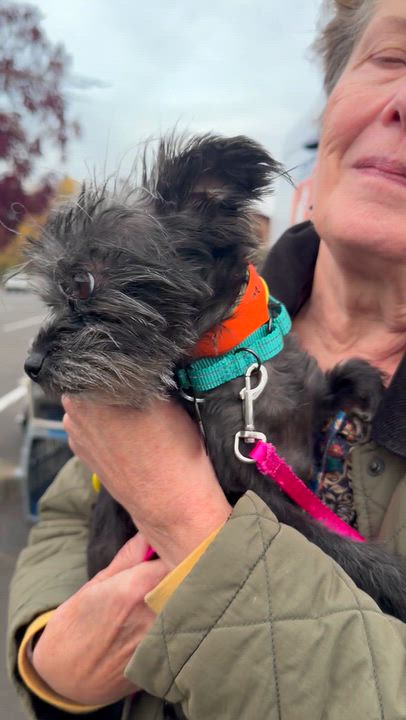 Enlarge Azalea, a Adoptable mixed breed in Beavercreek, OR video 5/6
