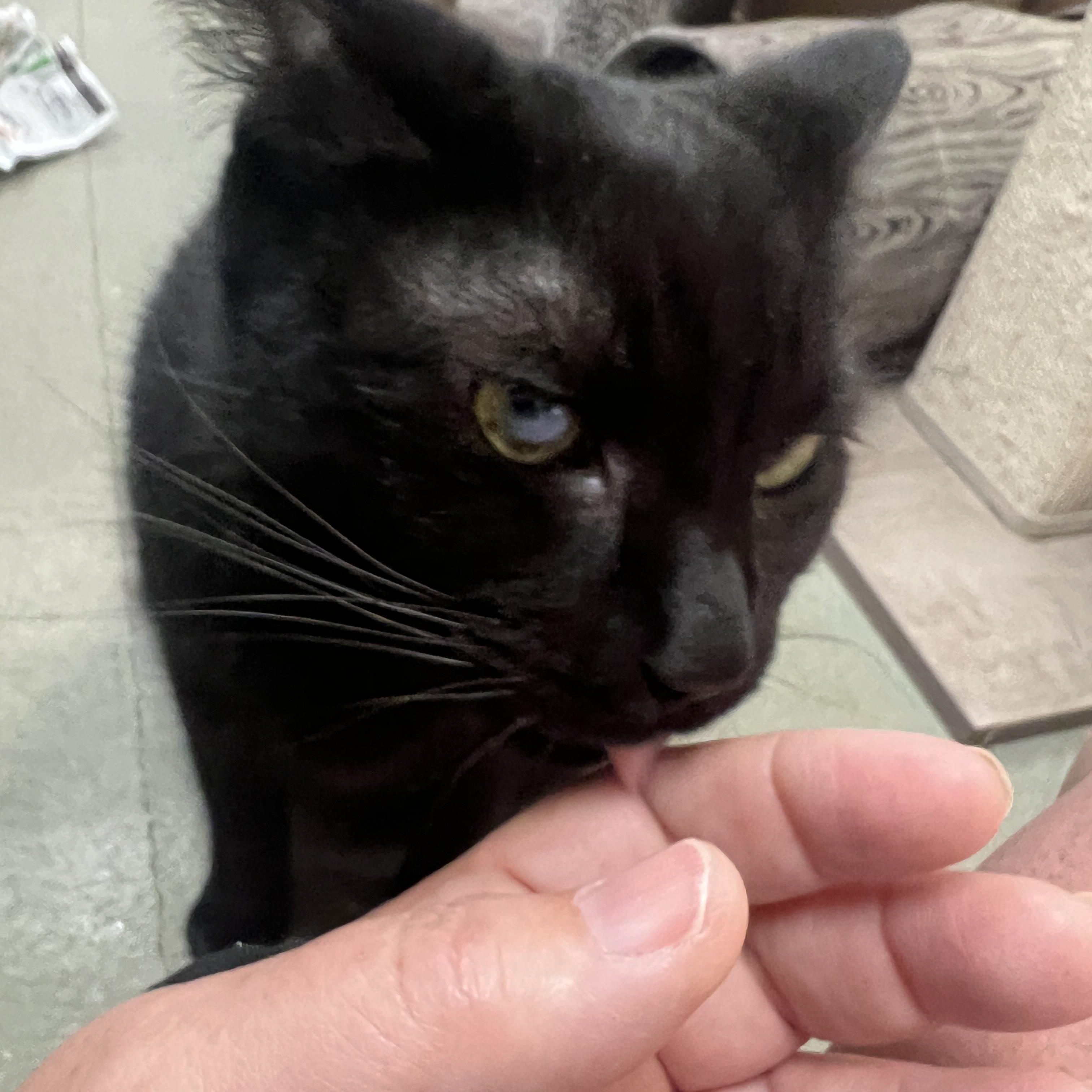 Pluto, ADOPTABLE, Adult Male Domestic Short Hair.