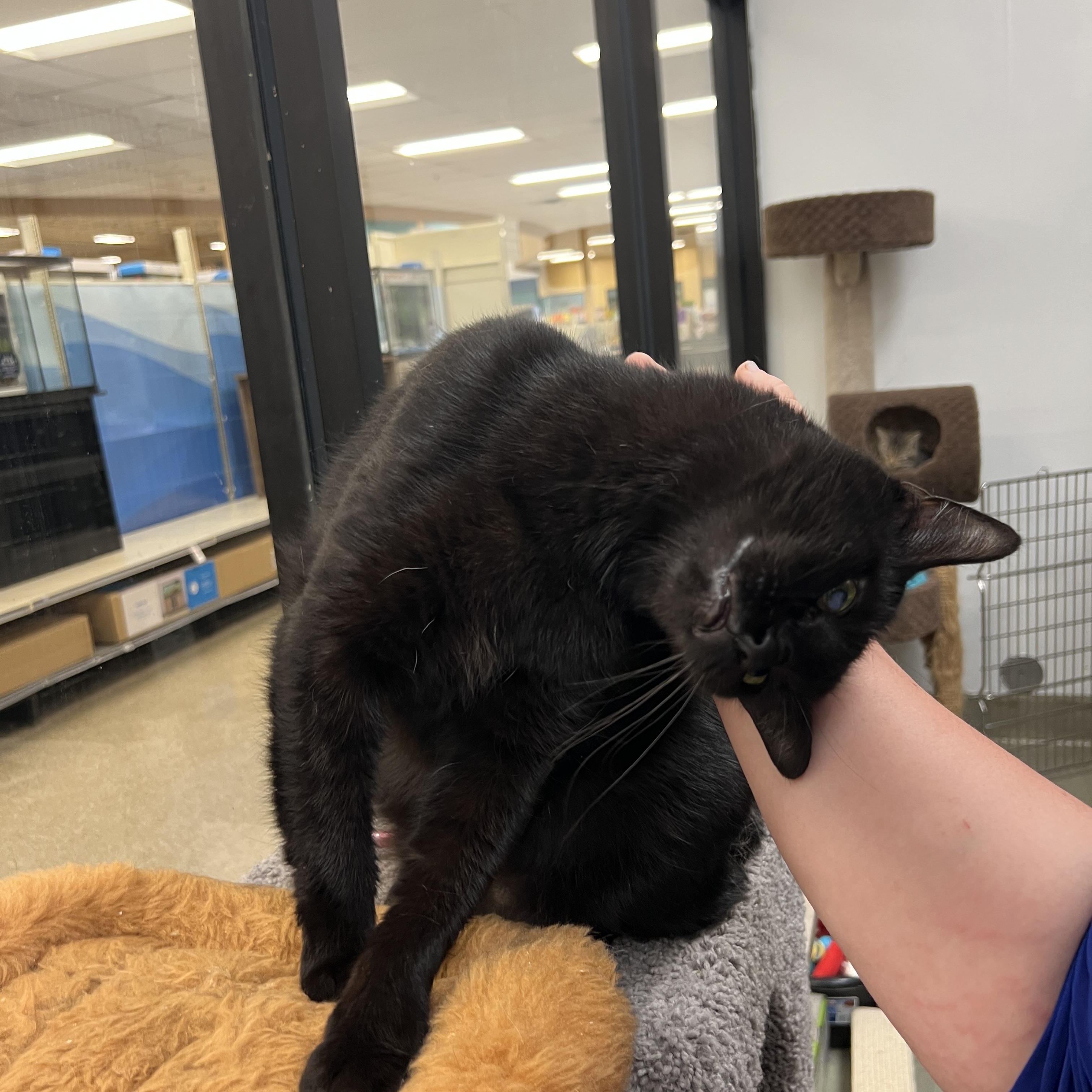 Enlarge Pluto, a Adoptable mixed breed in Bradenton, FL image 6/6