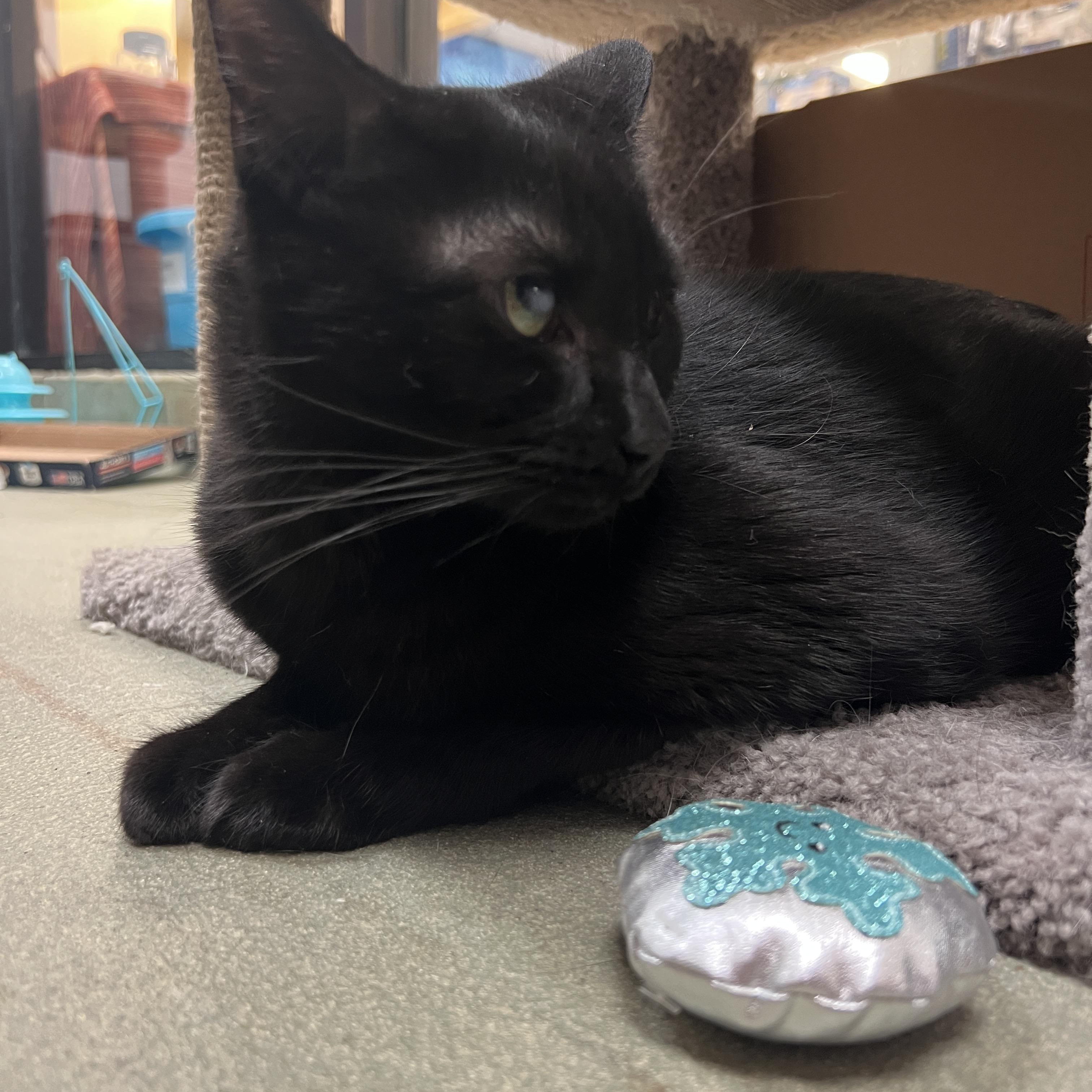 Enlarge Pluto, a ADOPTABLE mixed breed in Bradenton, FL image 5/5