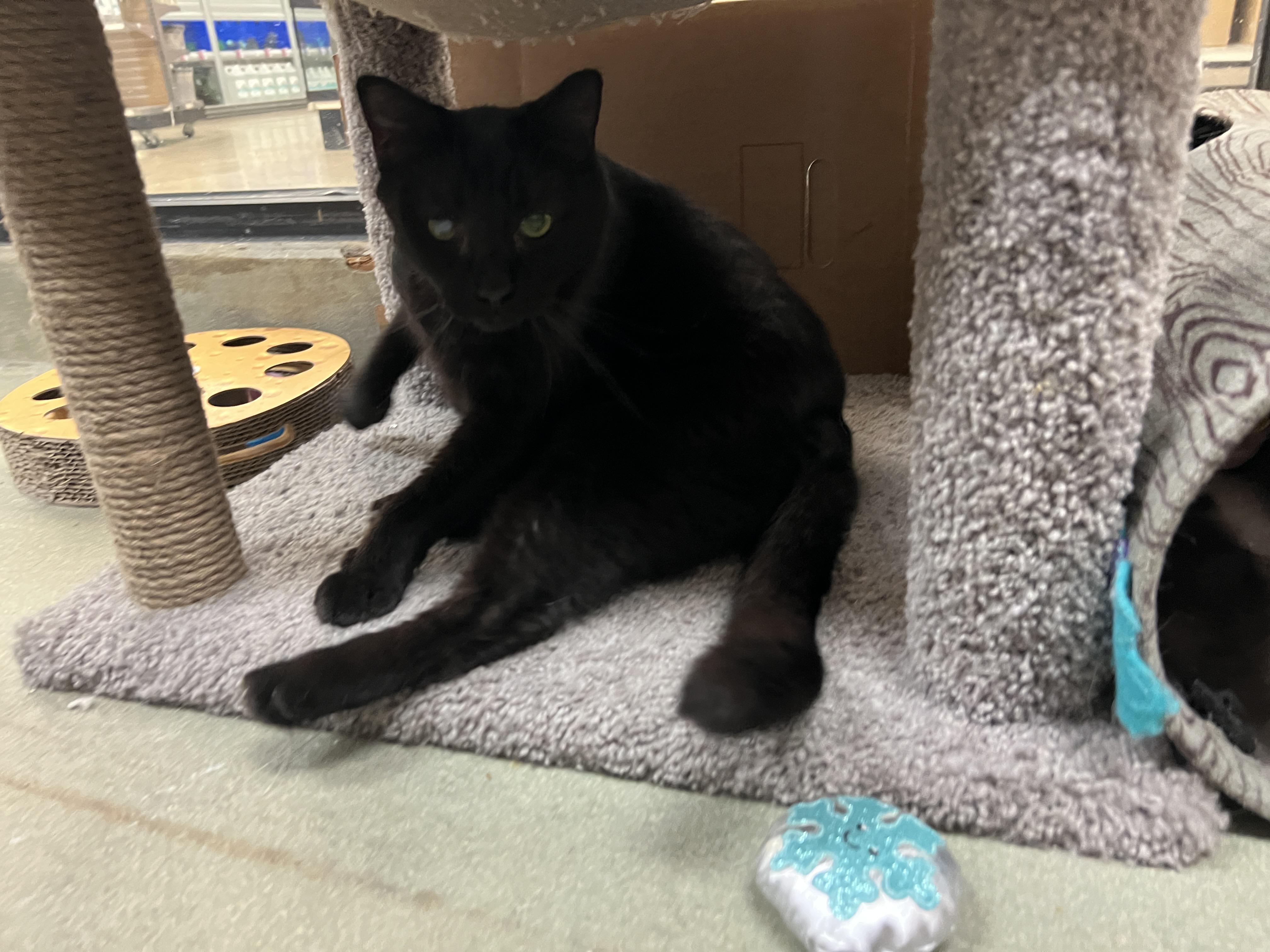 Enlarge Pluto, a ADOPTABLE mixed breed in Bradenton, FL image 4/5