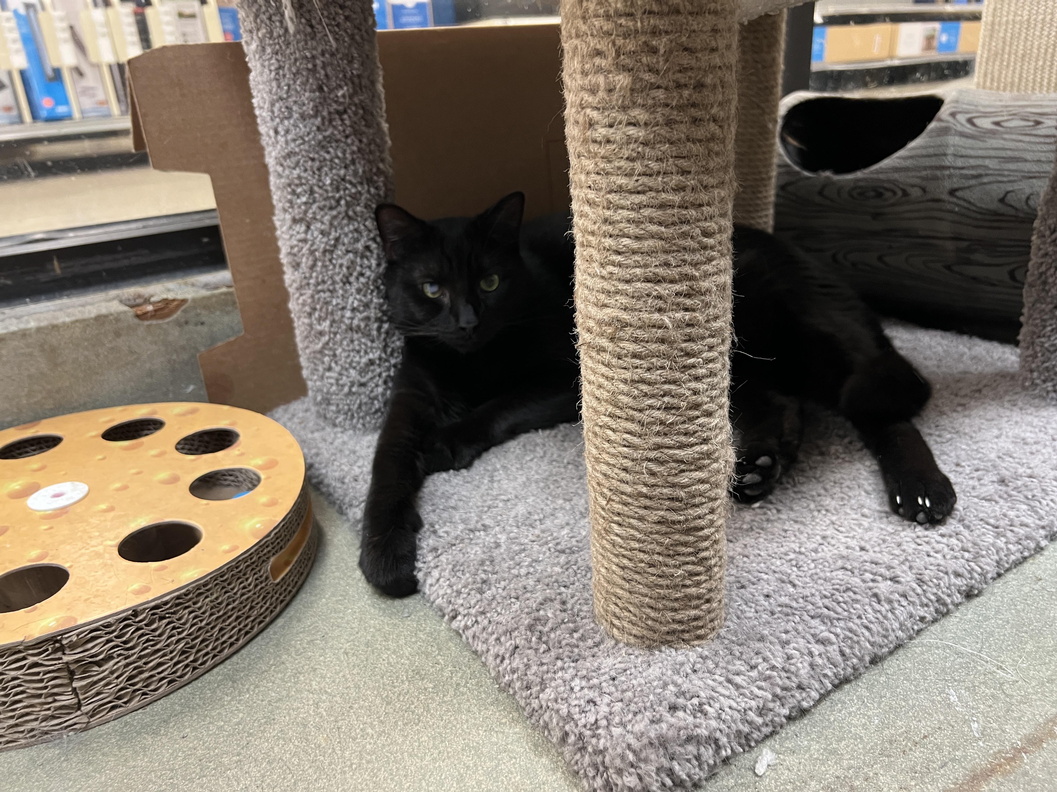 Enlarge Pluto, a ADOPTABLE mixed breed in Bradenton, FL image 3/5