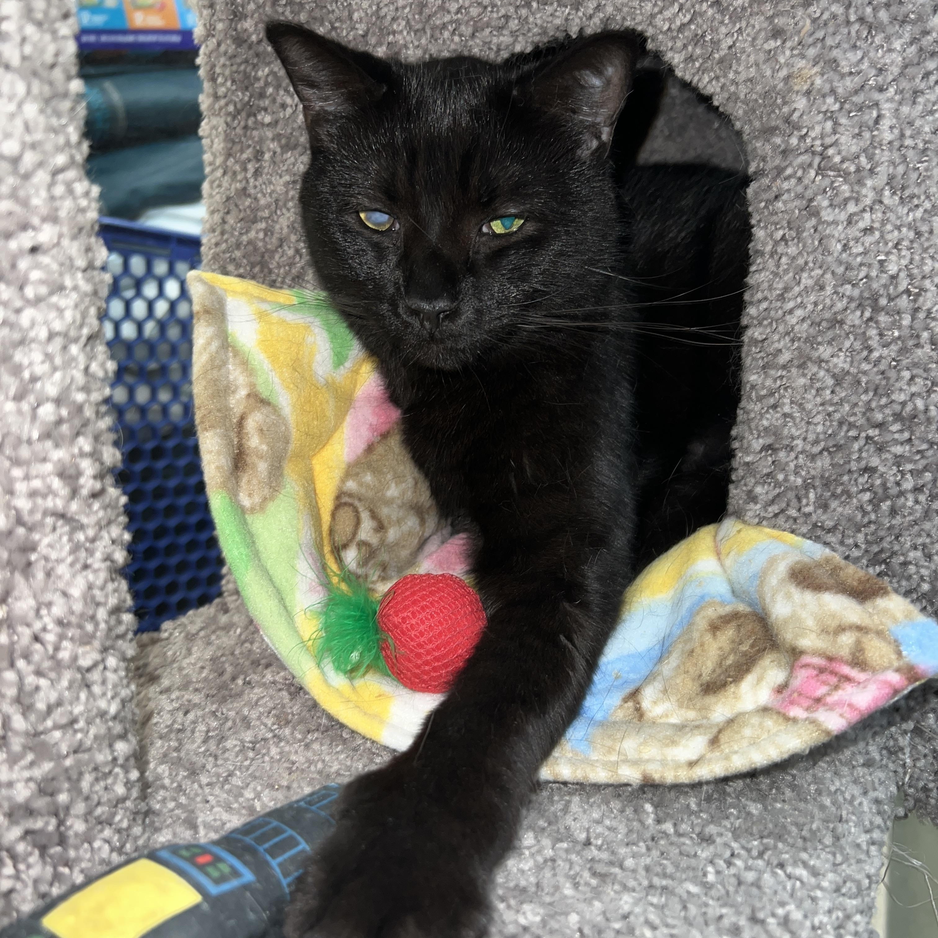 Enlarge Pluto, a Adoptable mixed breed in Bradenton, FL image 2/6