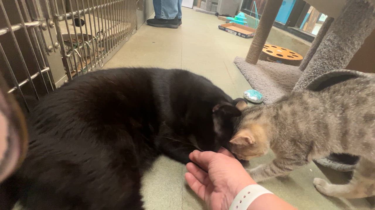 Enlarge Pluto, a ADOPTABLE mixed breed in Bradenton, FL video 2/5