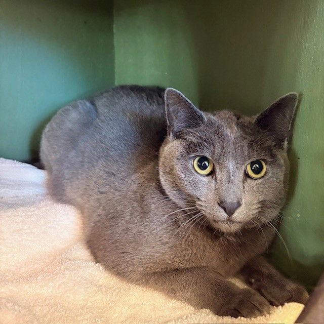 Enlarge Mumu and Pepper, a Adopted Domestic Short Hair in Burlingame, CA image 1/3