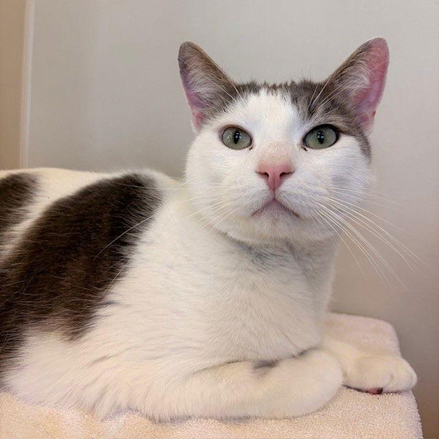 Enlarge Mumu and Pepper, a Adopted Domestic Short Hair in Burlingame, CA image 2/3