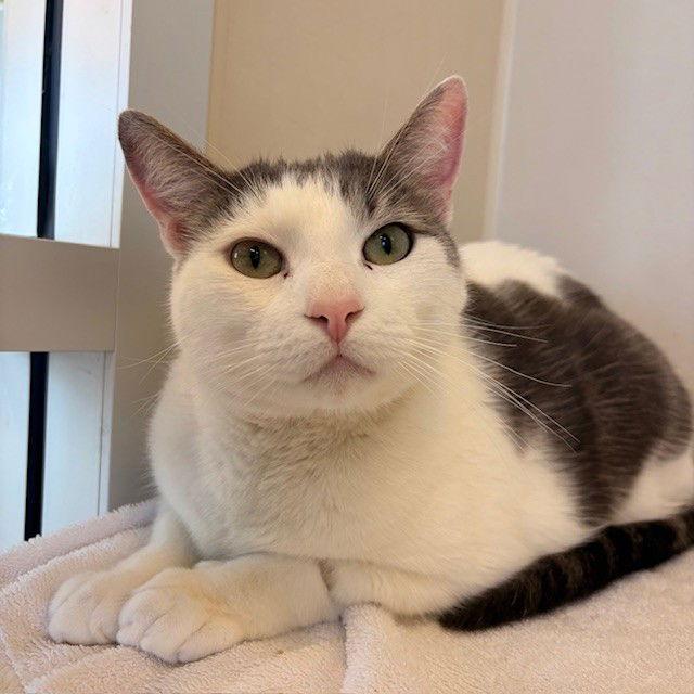 Enlarge Mumu and Pepper, a Adopted Domestic Short Hair in Burlingame, CA image 3/3